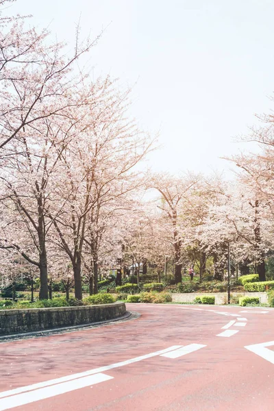 Wiosenne Kwiaty Wiśni Sakura Tokyo Midtown — Zdjęcie stockowe