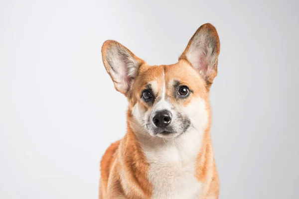 Serious Pembroke Welsh Corgi in studio in front isolated on whit — Stock Photo, Image