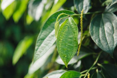 Taze Piper nigrum olan ağaç üzerinde. Gıda içerikler için hazır bir
