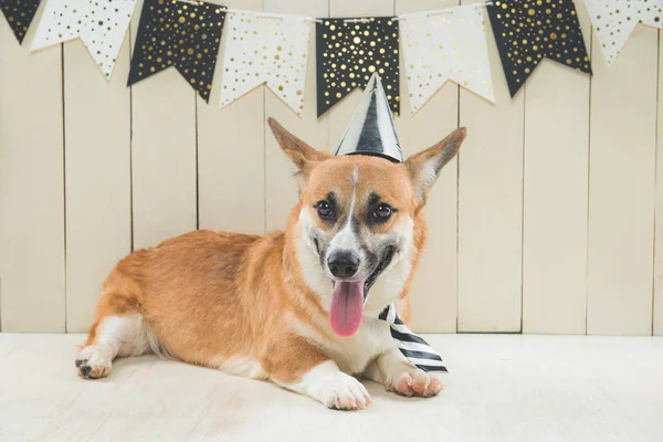 Süßer pembroke Corgi mit Geburtstagsmütze und festlichem Cupcake — Stockfoto