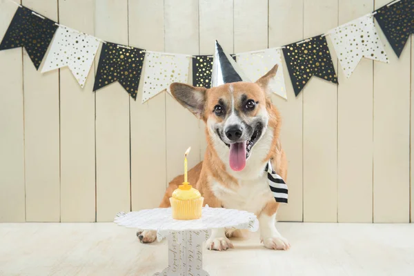 Söt pembroke corgi bär födelsedag hatt och festlig cupcake — Stockfoto