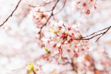 Erken ilkbahar sezonunda güzel tam çiçek kiraz Blossom. Pembe Sakura Japon çiçek