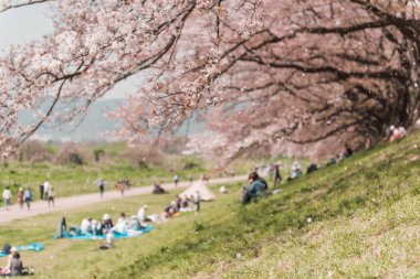 Japonya 'da bahar sezonunda pembe kiraz çiçeği veya Sakura Çiçeği