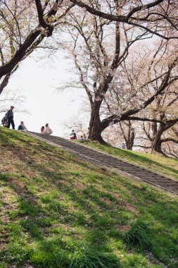 Kyoto, Japonya-3 Nisan 2018: Insanlar Yawatashi 'de güzel çiçeklenme kiraz çiçeği görmekten zevk.