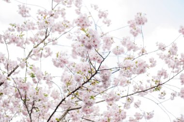 Bulanıklık arka planda Sakura çiçekler veya kiraz çiçeği