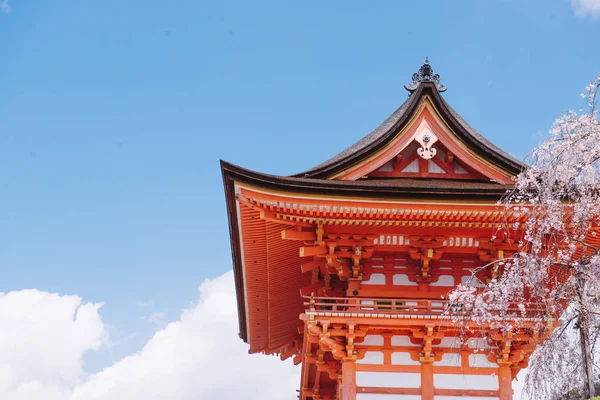 Cherry Blossoms Sakura Blooming Front Traditional Red Black Japanese Shrine — Stock Photo, Image