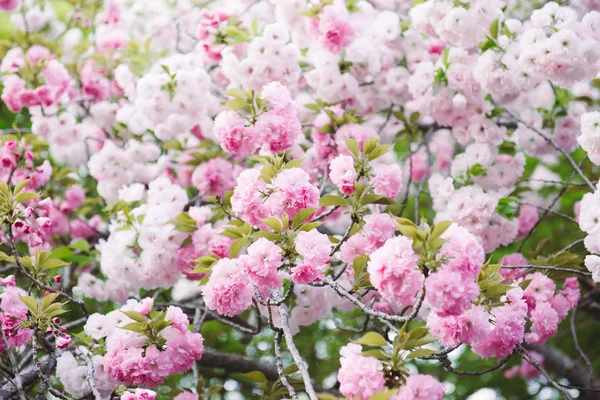 美しい桜 ピンクの桜の花 — ストック写真