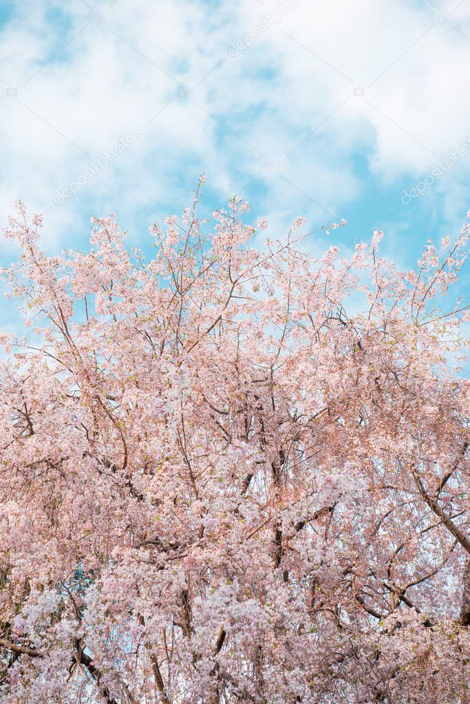 Spring time, branch of sakura flowers