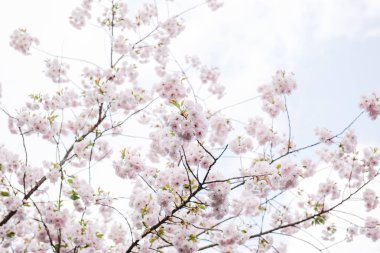 Bulanıklık arka planda Sakura çiçekler veya kiraz çiçeği