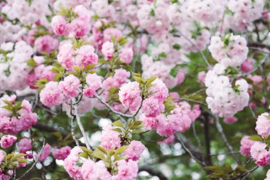 Güzel kiraz çiçeği, pembe sakura çiçek