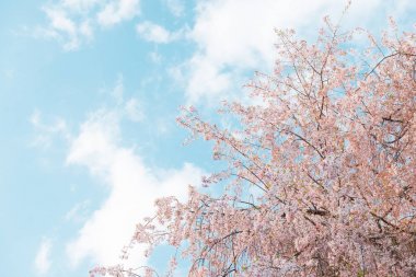 Bahar zamanı, Sakura çiçekler şube