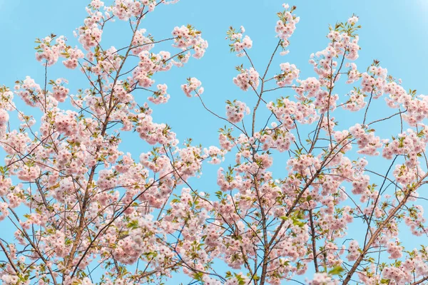 Bahar Zamanı Sakura Çiçekler Şube — Stok fotoğraf