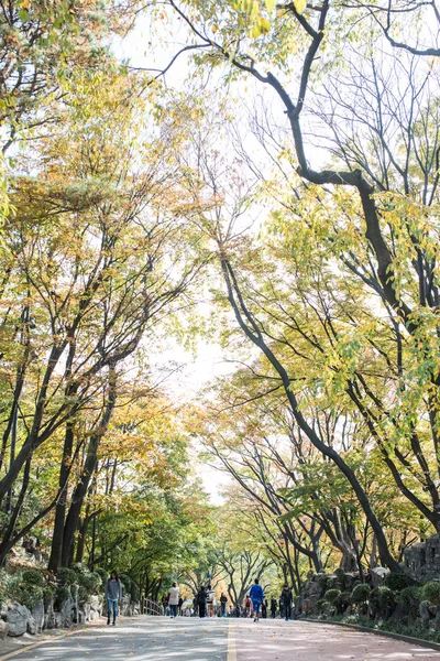 Seul Korea Południowa Października 2016 Jesienny Klon Górski Korei — Zdjęcie stockowe