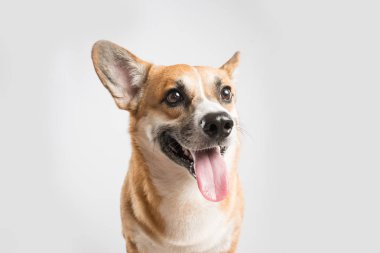 Dilini beyaz yapışmasını Galce Corgi Pembroke köpek