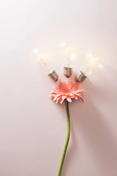 light bulbs to save energy with flowers around on pink background