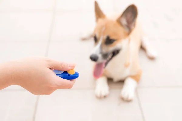 Treinamento Obediência Cão Com Clicker — Fotografia de Stock
