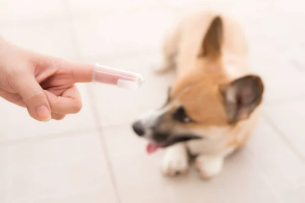 Masculino Mano Celebración Cepillo Dientes Corgi Perro — Foto de Stock