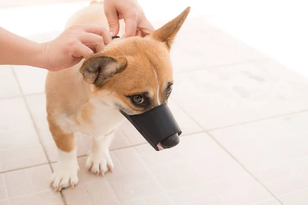 Handen Van Eigenaar Leggen Een Muilkorf Hond — Stockfoto