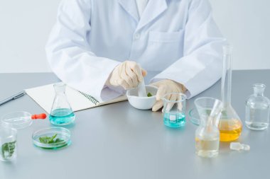 Bitki yapraklarıyla bitki ilacı yapan bilim adamı ya da doktor.