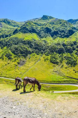 Transfagaras dağın road, Romanya'da bulunan yakınındaki eşekler.