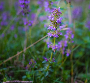 Kekik yakın çekim güzel küçük çiçekler.