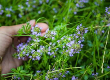 Kekik yakın çekim güzel küçük çiçekler.