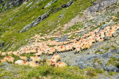 Transfagarasan dağ yolu, Romanya yakınındaki koyun sürüsü.