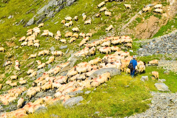 The flock of sheep with a shepherd on the mountainside.