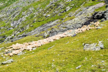 Transfagarasan road, Romanya, - 3 Ağustos 2017: çoban Transfagarasan dağ yolu, Romanya yakınındaki koyun sürüsü ile.