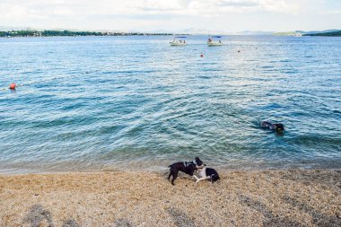 Vodice, Hırvatistan - 9 Temmuz 2018: Köpekler köpekler için özel donanımlı bir plajda.