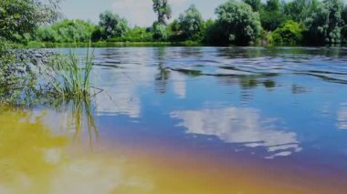 Sakin bir nehirde küçük dalgalar. Nehir kıyısındaki küçük kumlu plajın yaz manzarası kıyılarda yeşil ağaçlar ve suda yansıyan bulutlar. Esinti otları sallıyor.