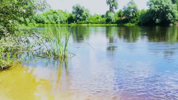 Sommerlandschaft Des Kleinen Sandstrandes Fluss Mit Grünen Bäumen Ufer Und — Stockvideo