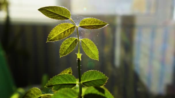 Gli Acari Microscopici Del Ragno Muovono Rapidamente Lungo Cobweb Che — Video Stock