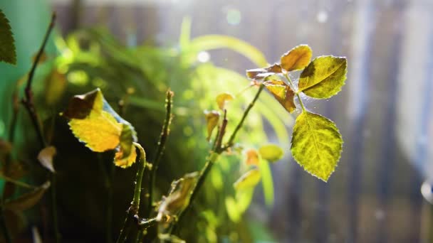 家の屋内植物の葉に絡まったクモのダニは すぐにクモの巣に沿って移動します バラの葉は乾燥して死に 害虫は国内植物を破壊する マクロ クローズアップ 選択的焦点 — ストック動画