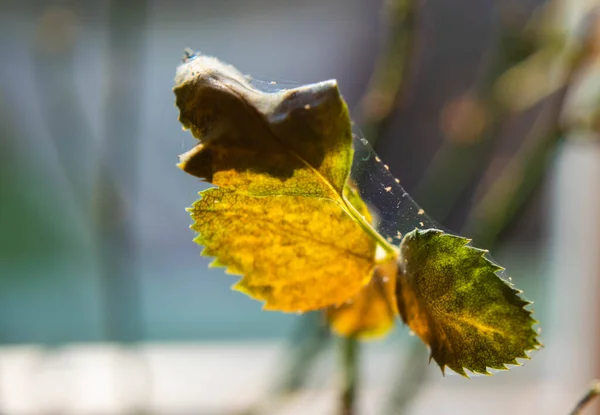 Микроскопические Клещи Пауки Быстро Перемещаются Паутине Переплетаясь Листьями Домашнего Растения — стоковое фото