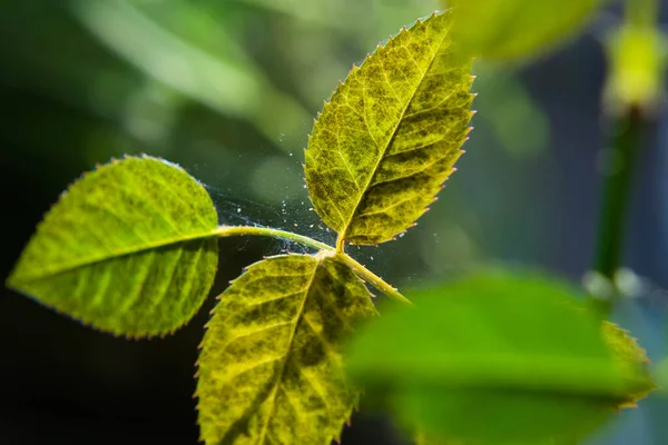 Microscopic spider mites quickly move along the cobweb entangling the leaves of a house indoor plant. The rose leaf dries up and dies, pests destroy domestic plants. Macro, close-up. Selective focus.