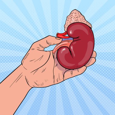 Sanat insan böbrek tutan el baba. Organ bağışı nakli. Vektör çizim