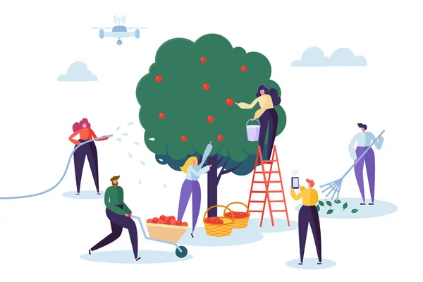 Фермер підбирає врожай яблук до кошика. Жінка-персонаж збирає плоди з зеленого органічного дерева. Чоловік контролює ферму з дроном. Країна Сад Пейзаж плоский мультфільм Векторні ілюстрації — стоковий вектор