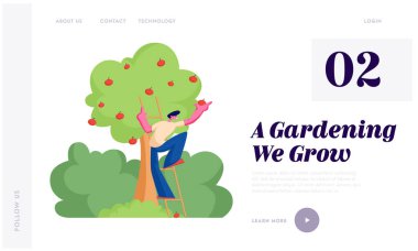 Man Farmer Sepete Elma Seç. Erkek Bahçıvan Karakter Bahçede Organik Ağaçtan Olgun Meyveler Hasat, Sağlıklı Beslenme Web Sitesi Açılış Sayfası, Web Sayfası. Karikatür Düz Vektör İllüstrasyon, Afiş