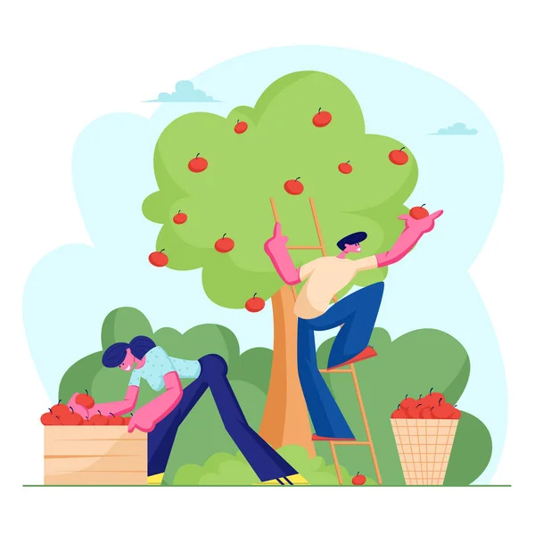 Agricultores de homem e mulher escolhem a Apple Harvest para cesto e caixa. Personagens Colhendo frutas maduras da árvore orgânica verde no jardim do país, nutrição ecológica saudável. Desenhos animados ilustração vetorial plana —  Vetores de Stock