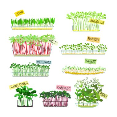 Mikro-yeşil Mısır, Arugula ve Pancar, Turp, Ayçiçeği, Lahana ve Yeşil Bezelye filizli Hardal ve Buğday