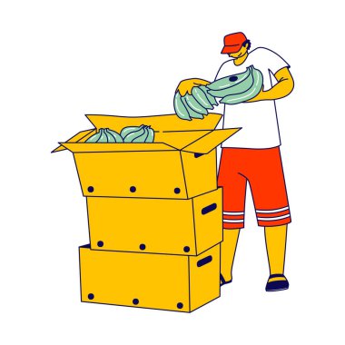 Tropikal Ülkedeki Çiftlik Kutularına muz paketleyen işçi. Yurtdışında Dağıtım İçin Çalışma Yetiştirme Meyveleri