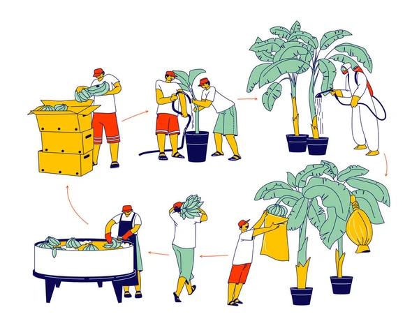 Arbeiders die werken aan het bewateren van bananenplantages, bemesten van palmbomen, oogsten, wassen en sorteren — Stockvector