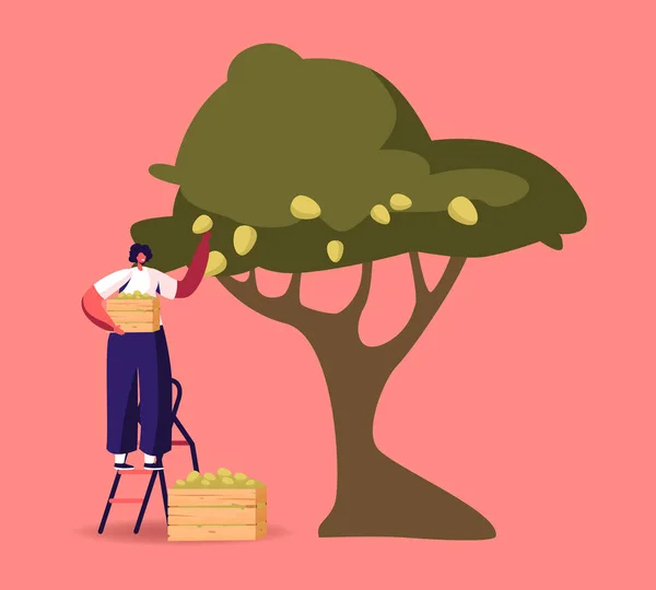 Vrouw oogsten Stand on Ladder verzamelen van rijpe olijven van boomtak met groene bessen en bladeren in houten doos — Stockvector