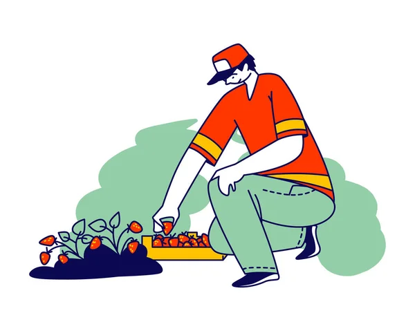 Pracownik truskawek w mundurze zbieranie świeżych jagód z łóżka ogrodowego do dystrybucji. Zbiory imigrantów lub wolontariuszy — Wektor stockowy