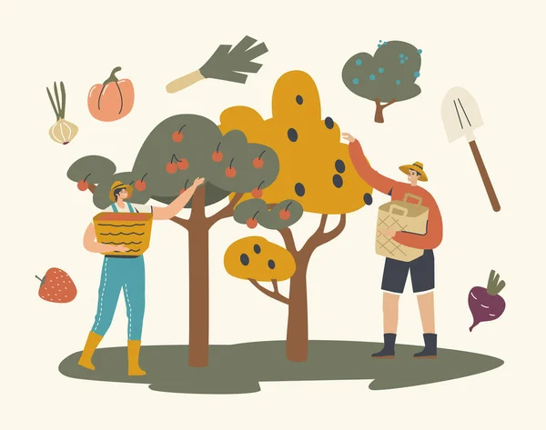 Los agricultores recogen manzanas y aceitunas cosechan a la cesta en Orchard. Jardinero cosechando frutas maduras en el jardín, trabajos de agricultura — Archivo Imágenes Vectoriales