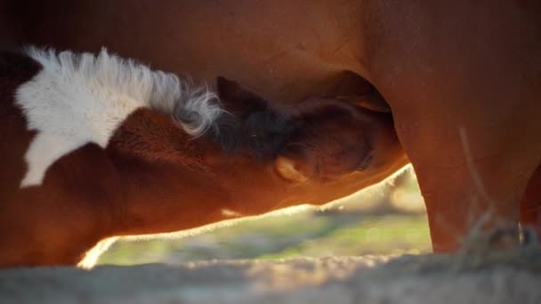 Cropped picture in slow motion of small foal drinking milk from his mother horse...