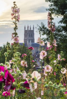 Güzel pembe ve morumsu bitki örtüsü, 1651 'de İngiliz İç Savaşı' nın sonunda Worcester Muharebesi 'nin huzurlu tepe ve bakış açısında gün batımı..