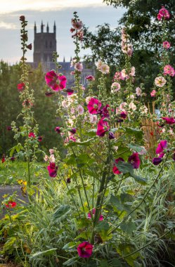 Güzel pembe ve morumsu bitki örtüsü, 1651 'de İngiliz İç Savaşı' nın sonunda Worcester Muharebesi 'nin huzurlu tepe ve bakış açısında gün batımı..