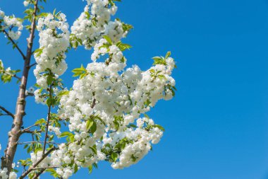 Çiçek açan, yakın çekim kiraz çiçekleri